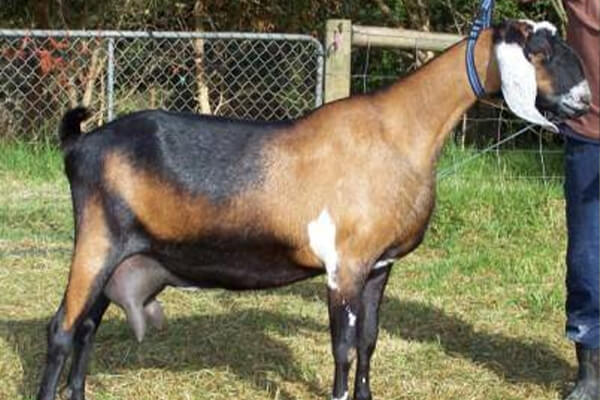 cara ternak kambing anglo nubian