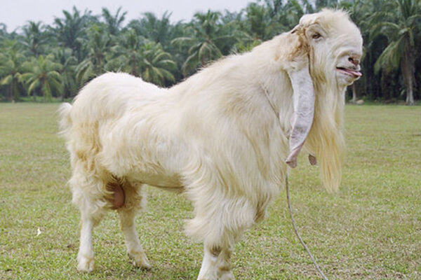 cara ternak kambing jamnapari
