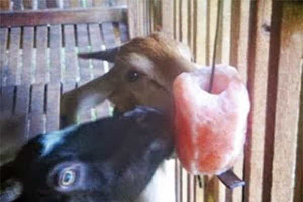 makanan kambing selain rumput garam jilat