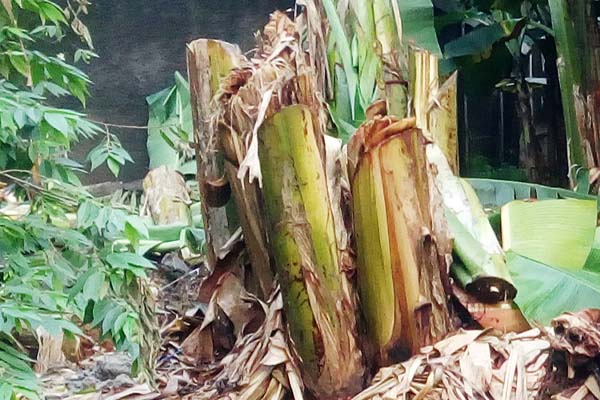 Makanan Kambing Selain Rumput pisang