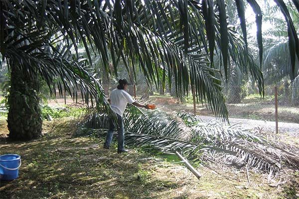 makanan kambing selain rumput pelepah sawit