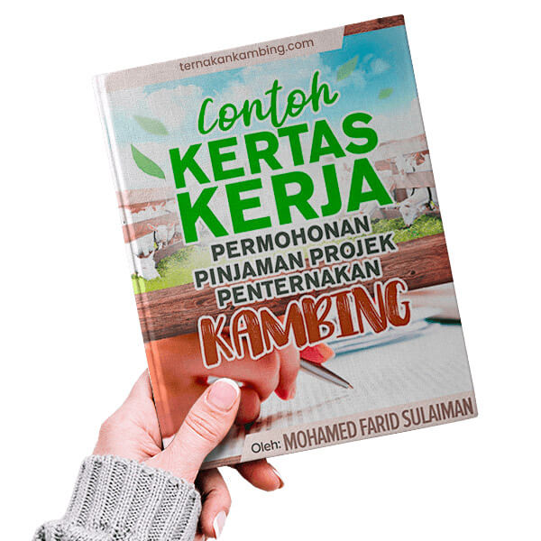 ternak-kambing-img003