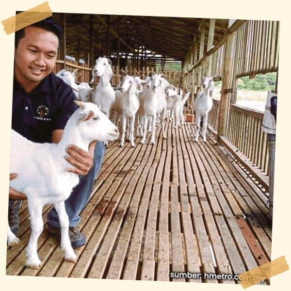 ternak-kambing-img008x
