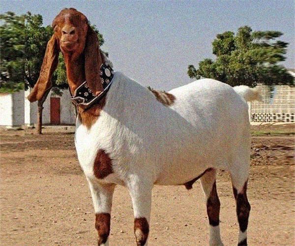 gambar kambing jamnapari