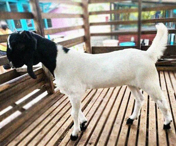 gambar kambing jamnapari