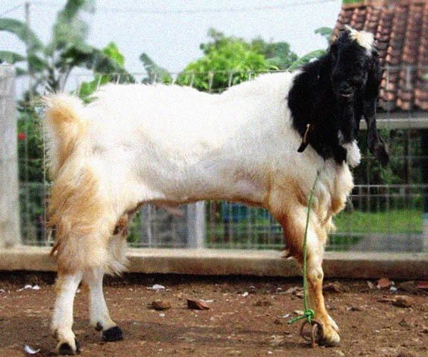 gambar kambing jamnapari