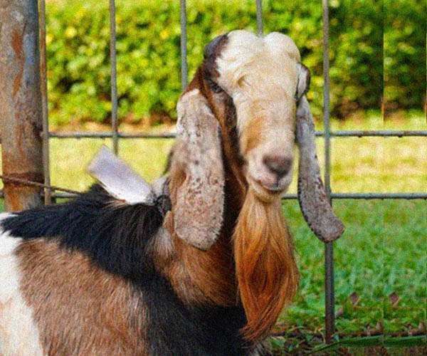 janggut kambing jamnapari