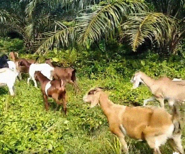 kambing jamnapari lepas ragut