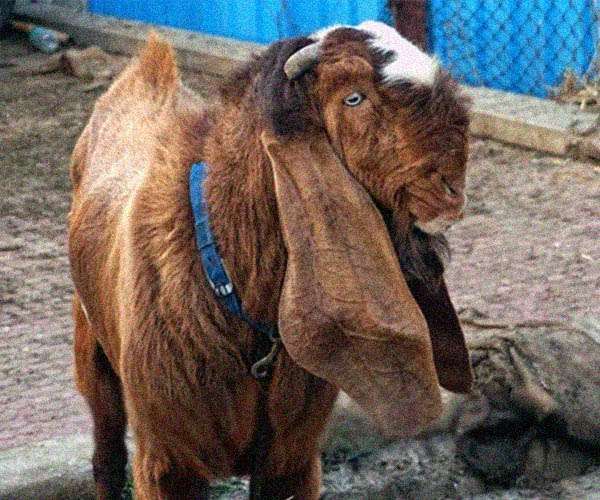 telinga kambing jamnapari