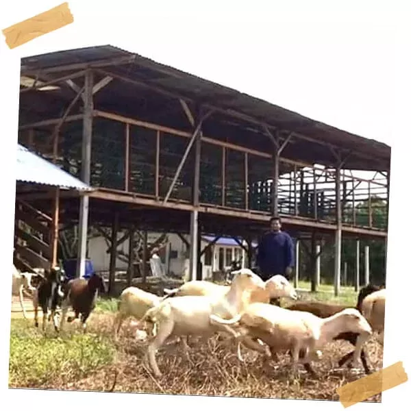ternak-kambing-img010