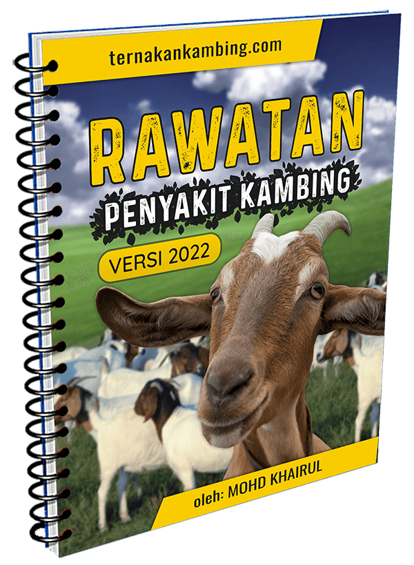rawatan kambing 2022 cara rawat penyakit kambing