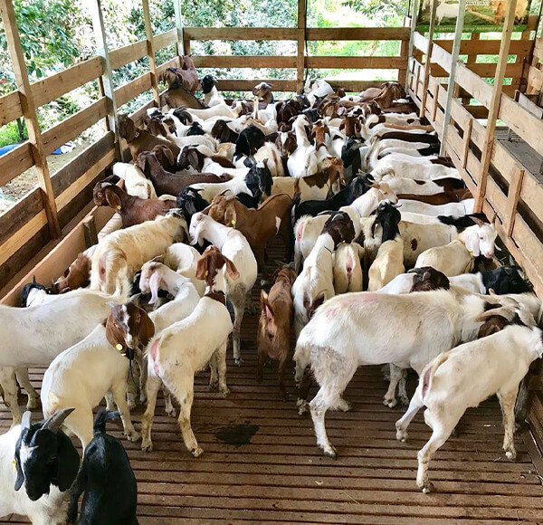 pengusaha kambing ternakan 1000 ekor
