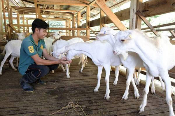 pengusaha kambing ternakan bagi makan