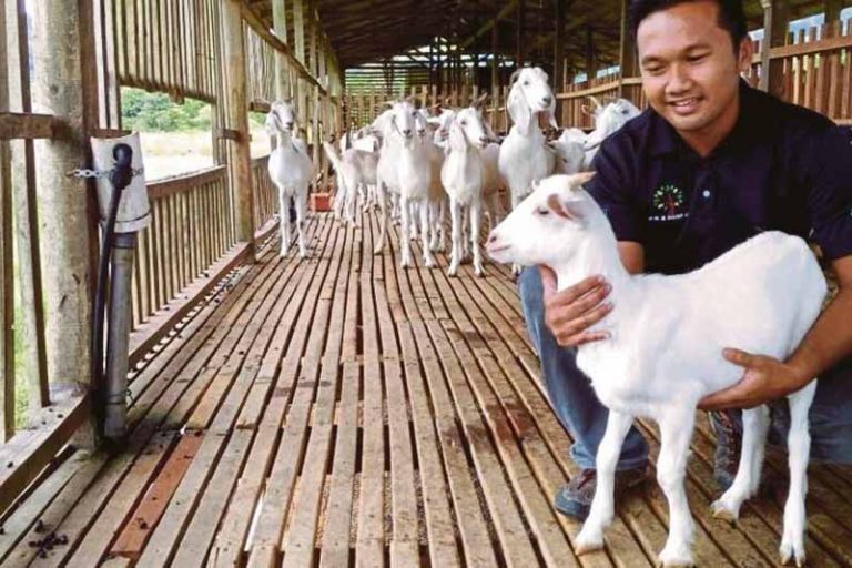 Rahsia Menjana Pendapatan Melalui Penternakan Kambing - Ternakan Kambing