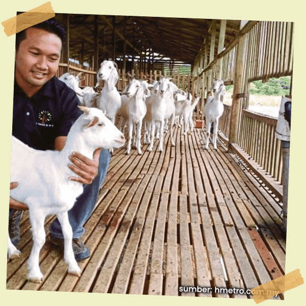 ternak-kambing-img001
