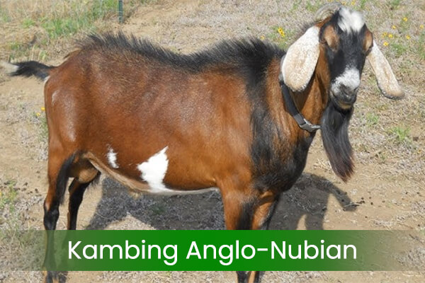 jenis-jenis kambing anglo nubian