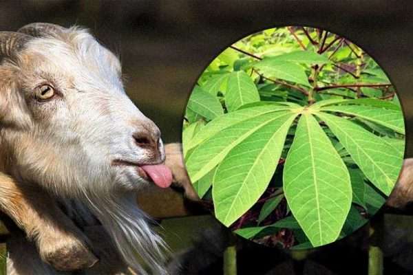 kambing berak cair kembung perut makan daun ubi kayu
