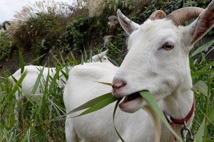 Makanan Kambing Selain Rumput