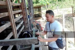 pengusaha kambing mudah