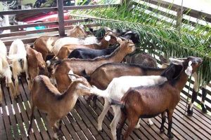 kaedah ternak kambing kampung