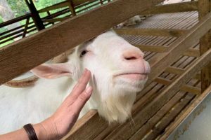 masalah penternakan kambing