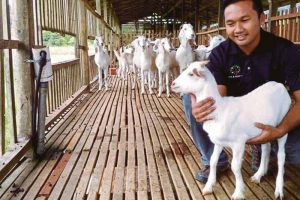 modal ternak kambing