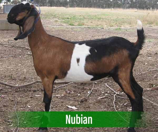 Modal ternak kambing nubian