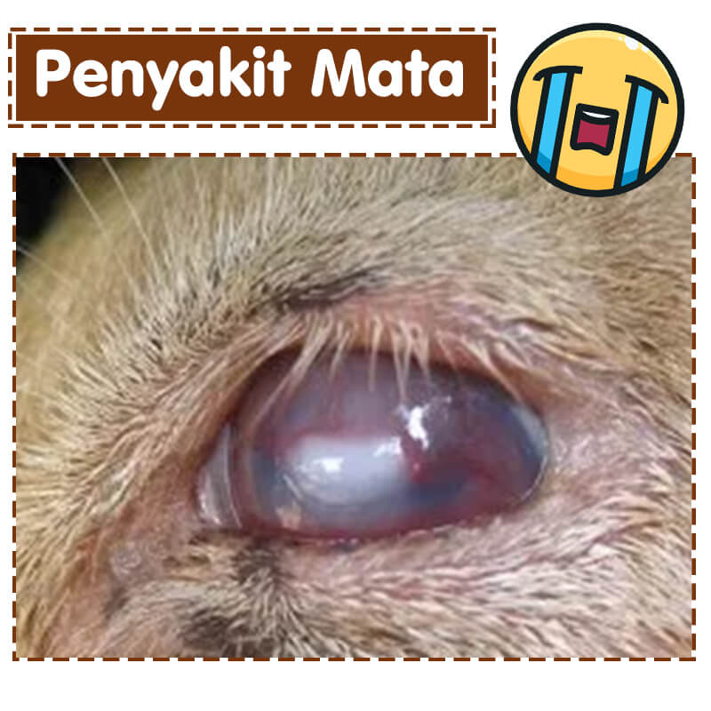 penyakit mata kambing 2