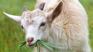 cara penjagaan kambing