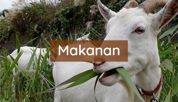 makanan