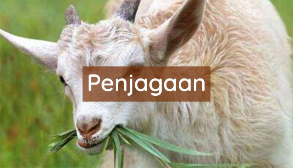 penjagaan