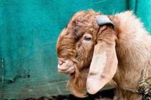 kambing jamnapari jantan