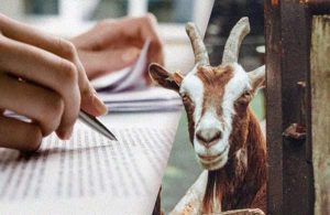 kertas kerja ternakan kambing